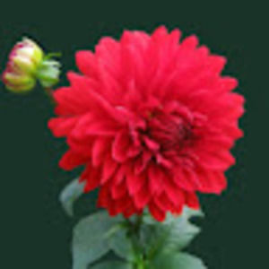 Meet your Posher, Farina